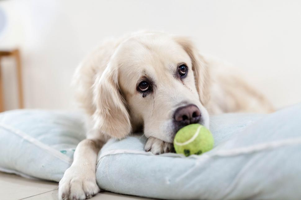 ¿Qué pasa con algunos perros cuando sus dueños fallecen?