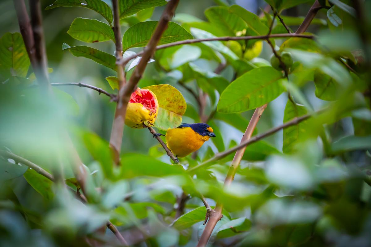 LOS CEMENTERIOS PARQUES SON ESPACIOS VERDES IMPORTANTES DE RESERVORIOS DE AVES